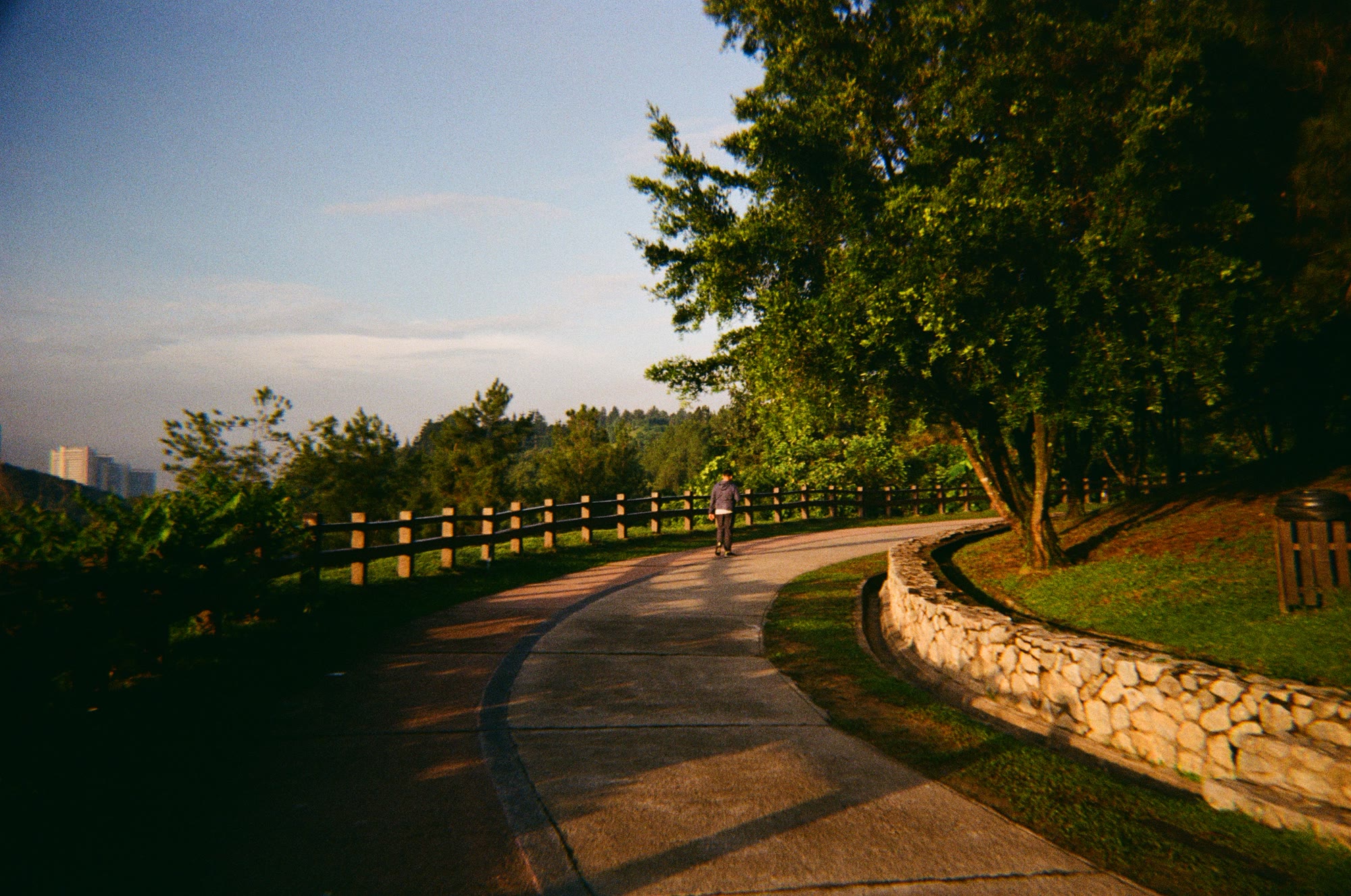 A curved park path at golden hour, one person walking under the trees